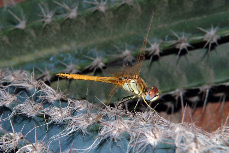 Da determinare 2 - Sympetrum fonscolombii (maschio imm)